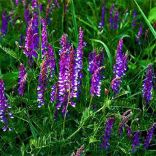 Сидерат Люцерна