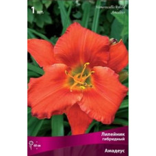 Лилейник гибридный Амадеус