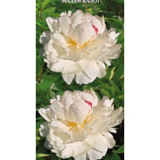 Пион травянистый Мадам Кало