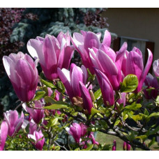 Магнолия Суланжа Сьюзан  