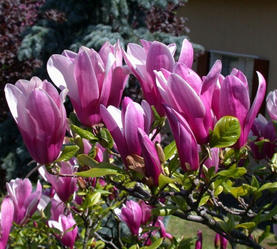 Магнолия Суланжа Сьюзан купить с доставкой в интернет магазине Чистый Мир.