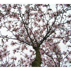 Магнолия звездчатая Розеа 