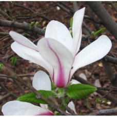 Магнолия Кобус Рогов 