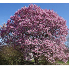 Магнолия Гэлэкси  