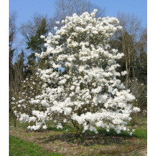 Магнолия звездчатая 