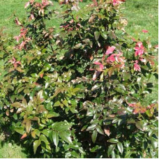 Магония падуболистная