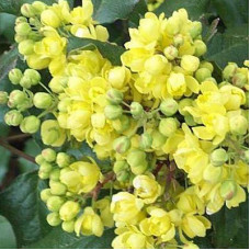 Магония падуболистная Аполло