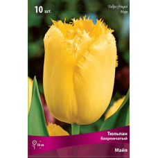 Тюльпан Майя 