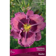 Лилейник гибридный Макбет