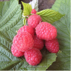 Малина Бабье Лето