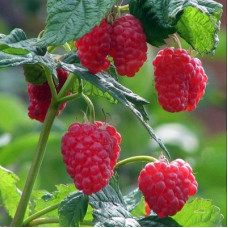 Малина Бальзам