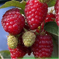 Малина Блестящая