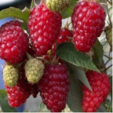 Малина Бриллиантовая