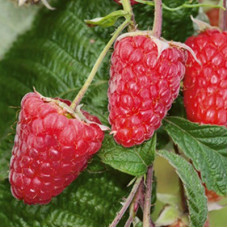 Малина Брянское диво