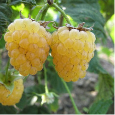 Малина Челябинская желтая