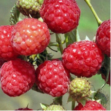 Малина Геракл