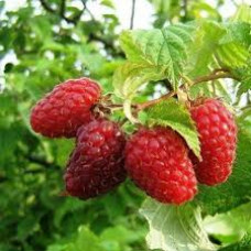 Малина Гусар