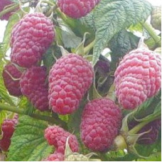 Малина Канадская 