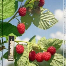 Малина Кредо