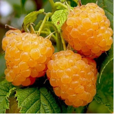 Малина Оранжевое чудо (крупноплодная)