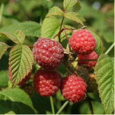 Малина Орбита