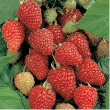 Малина Отумн Блисс