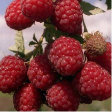 Малина Рубиновое ожерелье