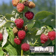 Малина За Здравие