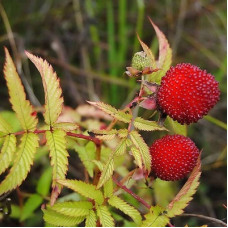 Малина земляничная (Тибетская малина)