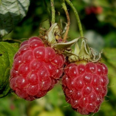 Малина Зева