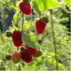 Малина Жар Птица