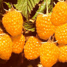 Малина Желтый Гигант