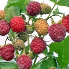 Малина Журавлик