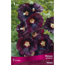 Мальва розовая Нигра