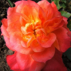Роза миниатюрная Мандарин