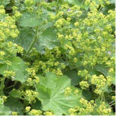 Манжетка красноногая