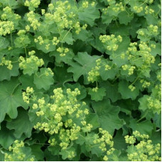 Манжетка мягкая Робустика