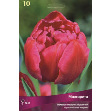 Тюльпан Маргарита (махровый ранний)