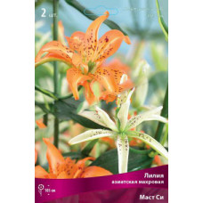 Лилия Маст Си (азиатская махровая)