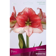 Амариллис Шоумастер