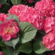 Гортензия крупнолистовая Мася