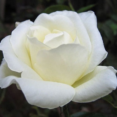 Роза чайно-гибридная Маунт Шаста