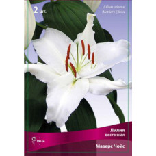 Лилия Мазерс Чойс (восточная)