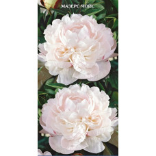 Пион травянистый Мазерс Чойс