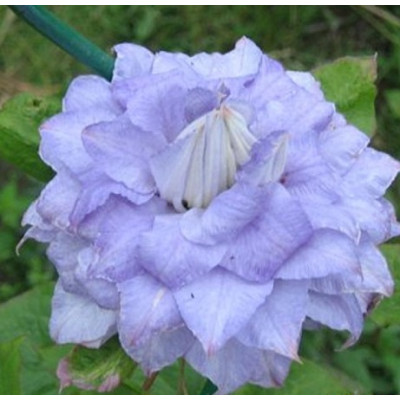 Клематис Мазури (крупноцветковый)