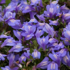 Мазус ползучий Блу  