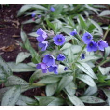 Медуница гибридная Самурай  