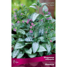 Медуница гибридная Мажести