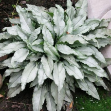 Медуница гибридная Мажести  