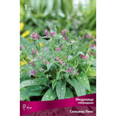 Медуница гибридная Сильвер Ленс 